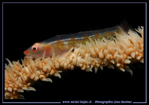 Little symbiotic Goby... :O)... by Michel Lonfat 